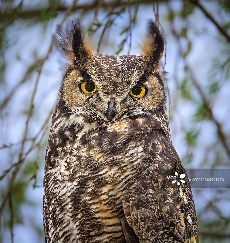 大角鸮特写图片素材