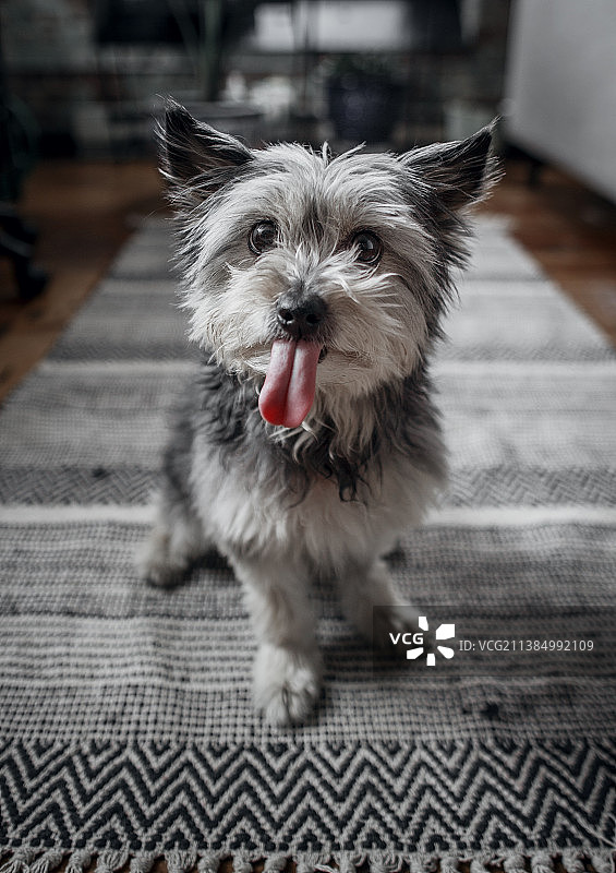 趴在宠物狗伸出舌头的特写，家，美国罗德岛州波塔基特市图片素材