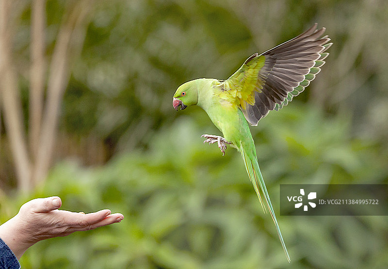 绿色鹦鹉飞过人类喂食器手的特写图片素材