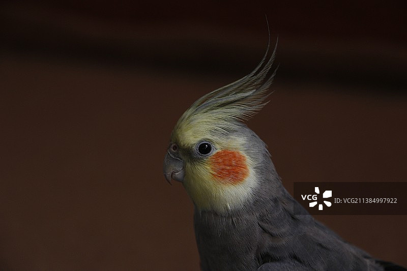 我的美丽鸟儿：鸡尾鹦鹉特写，卡拉季，厄尔布尔士省，伊朗图片素材