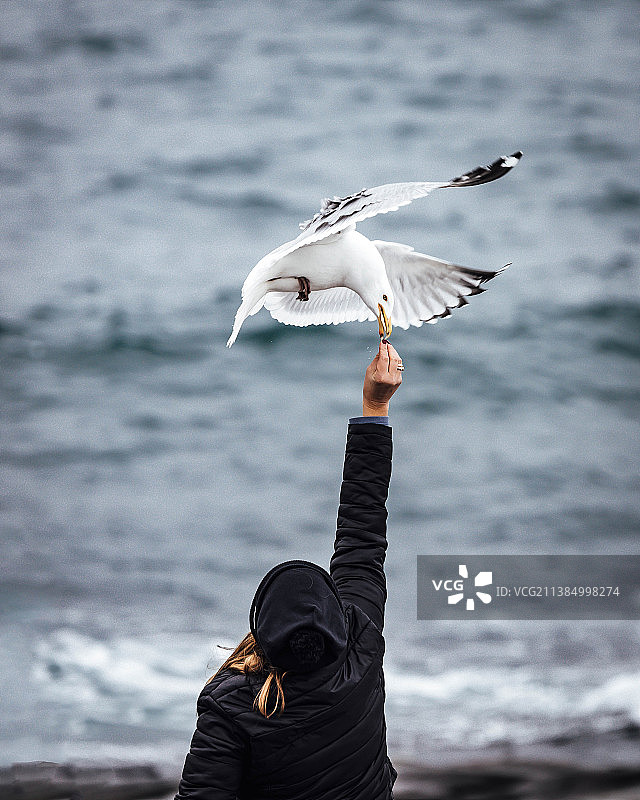 在缅因州海滩喂海鸥的女子背影图片素材