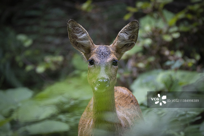 白色斑点鹿看着镜头的特写图片素材