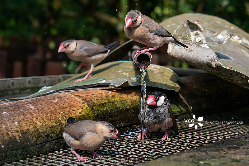 荷兰埃门，爪哇禾雀栖息特写图片素材