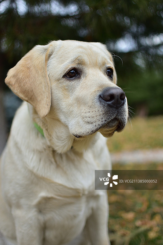 黄色拉布拉多寻回犬特写图片素材