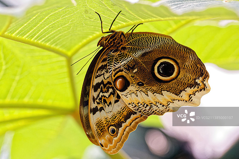 法国迪区树叶上的蝴蝶特写图片素材