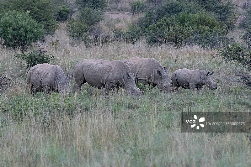 南非比勒陀利亚国家公园草地上行走的白犀牛侧面照图片素材