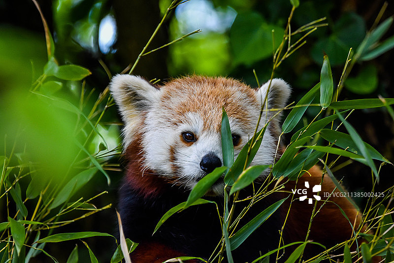 树上的考拉特写图片素材