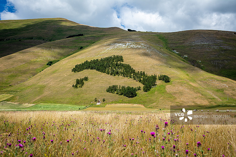 意大利形状夏季版翁布里亚Castelluccio的草地风景图片素材
