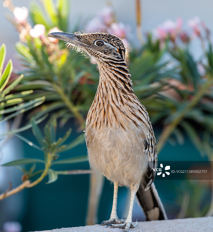美国加利福尼亚州拉金塔走鹃栖息在栏杆上的特写图片素材