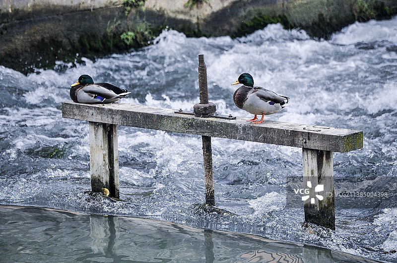 西班牙马德里阿兰胡埃斯河边栏杆上栖息的绿头鸭特写图片素材