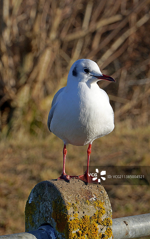 享受冬日阳光，英国岩石上的黑鸟图片素材