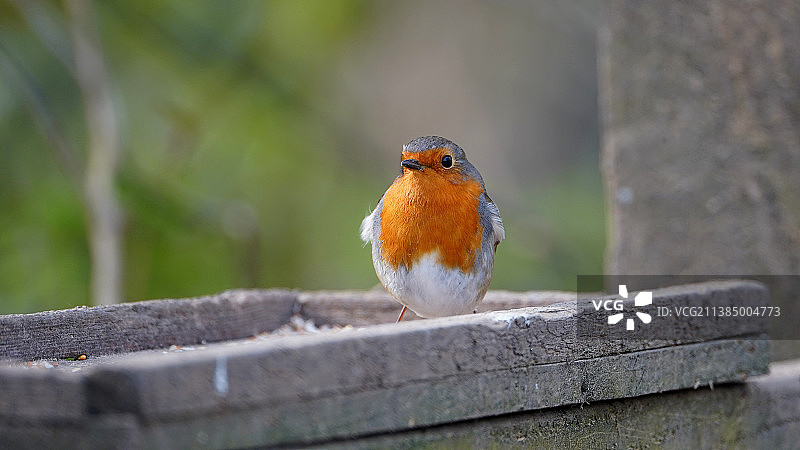 知更鸟栖息在栏杆上的特写，英国格里姆斯比图片素材