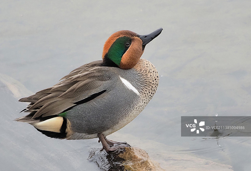 绿翅鸭特写，位于加拿大不列颠哥伦比亚省本拿比的湖上图片素材