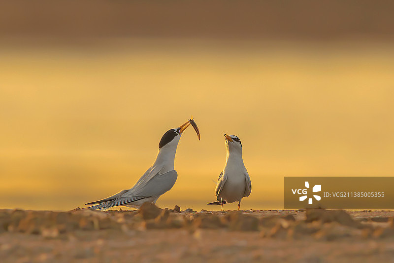 白额燕鸥图片素材