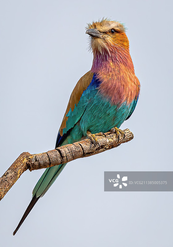 紫丁香凤头燕在津巴布韦万基国家公园树枝上栖息的低角度视图图片素材