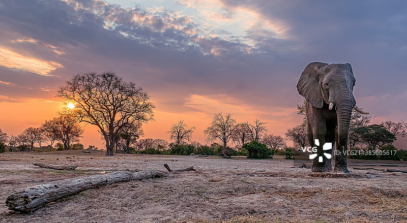 辛巴威万基国家公园的日落与大象图片素材