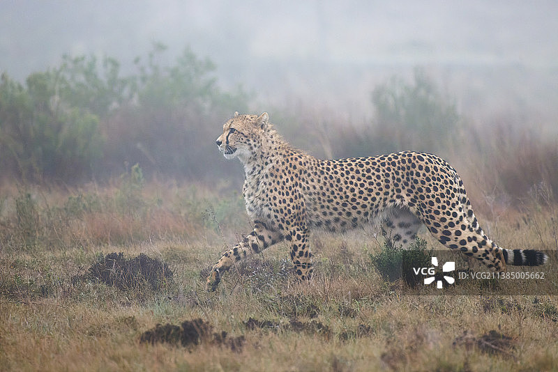 猎豹在田野中行走的侧视图图片素材