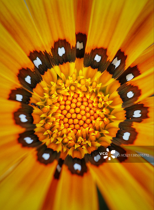 黄色花朵全景图片素材