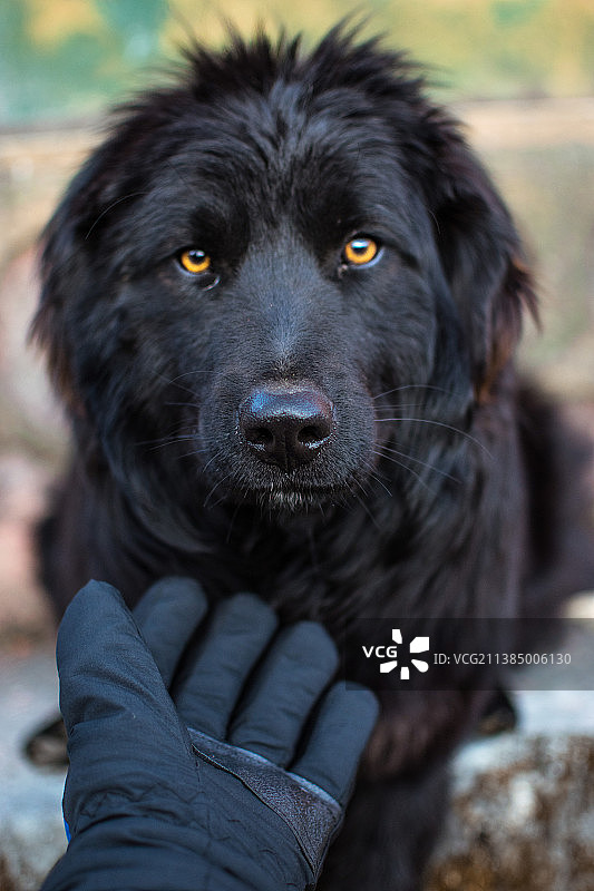 触摸黑色大狗的人的手部特写图片素材