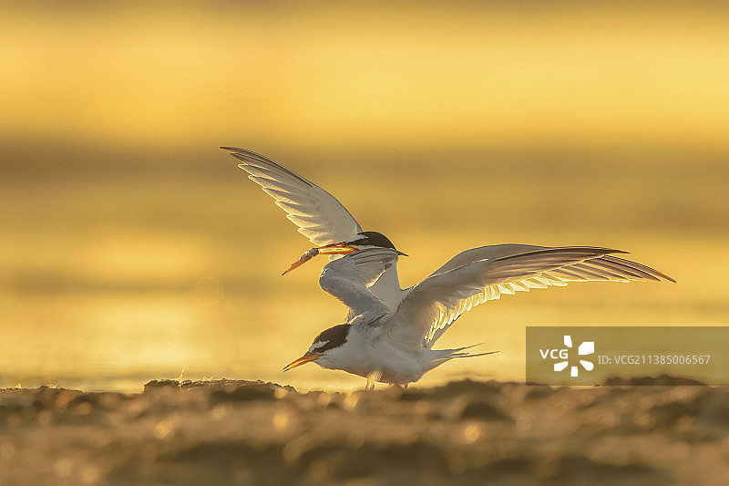 白额燕鸥图片素材