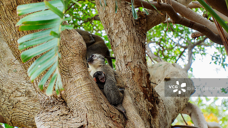 树上的黑长尾猴，低角度拍摄图片素材