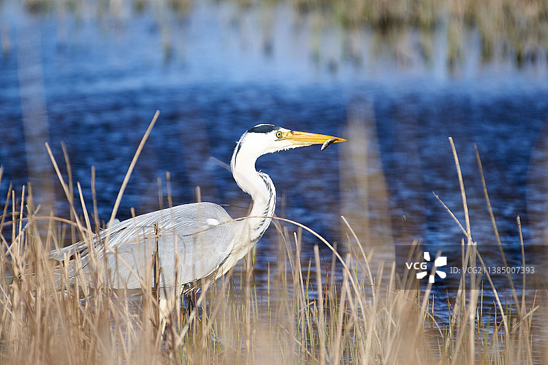 湖中栖息的灰苍鹭侧面：嘴里叼着小鱼图片素材