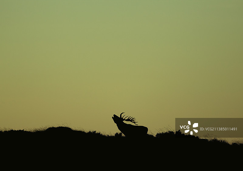 英国霍普山谷中对着天空嚎叫的孤独驯鹿轮廓图片素材