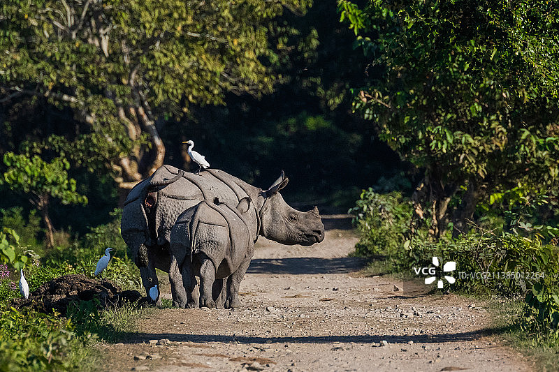 犀牛和幼崽在土路上行走的背影，位于印度阿萨姆邦卡齐兰加国家公园图片素材