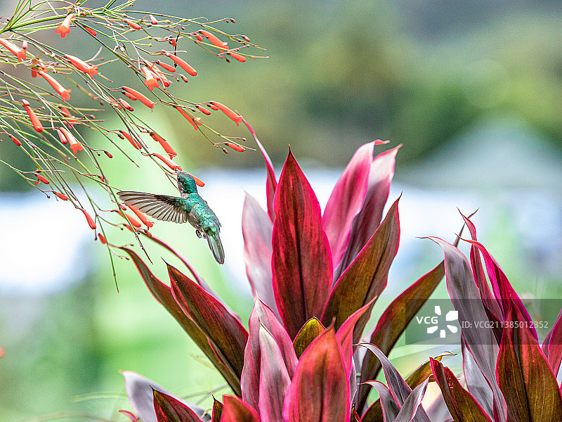飞行中的蜂鸟，粉色花卉植物特写，番石榴，瓜德罗普图片素材