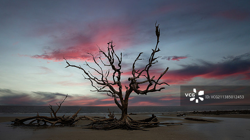 杰基尔岛树木日落海景图片素材
