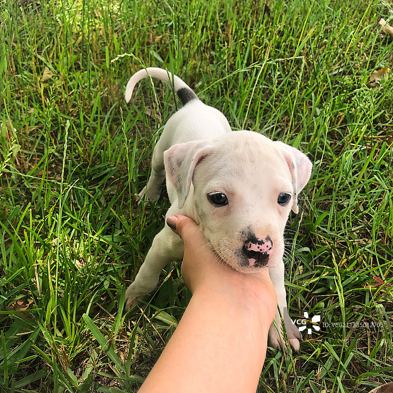 一个人在草地上抱着白色比特犬幼犬的局部照片图片素材