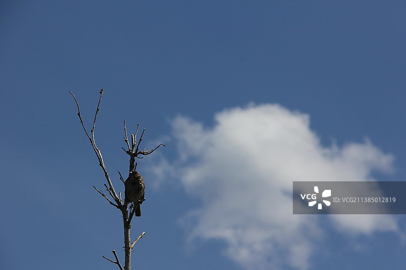低角度视角：猛禽栖息在美国华盛顿州伊萨夸的树枝上图片素材