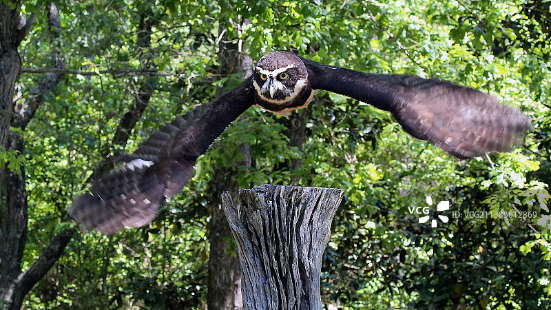 眼镜鸮，低角度观看大角猫头鹰飞过树木，美国南卡罗来纳州阿文多图片素材