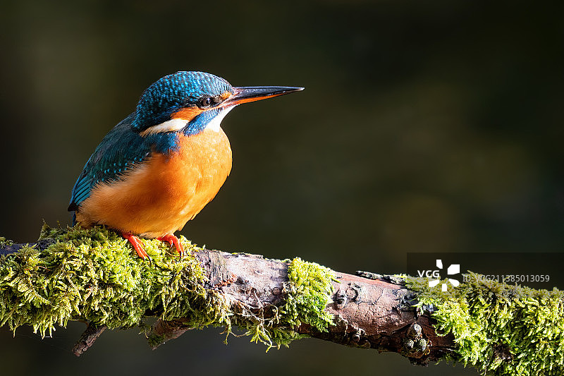 英国市场德雷顿：翠鸟栖息树枝特写图片素材