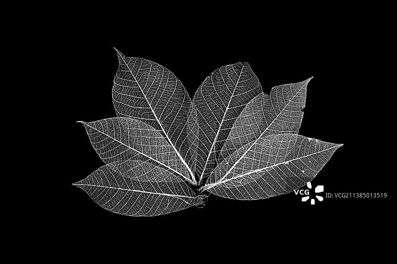 黑色背景下的树叶特写，英国利兹图片素材