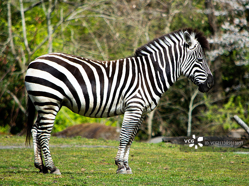 动物园大草原上的斑马，美国菲尼大街图片素材