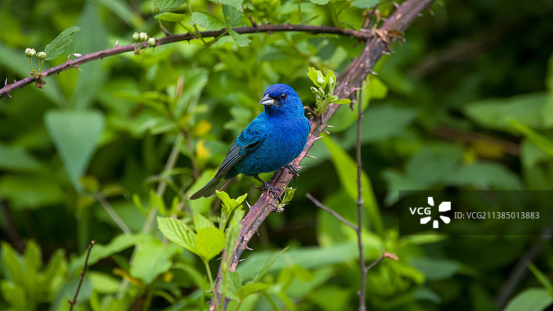 近距离拍摄：鸣禽栖息在植物上，Goochland，弗吉尼亚州，美国图片素材