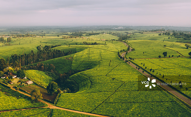 肯尼亚基安布茶园风光图片素材