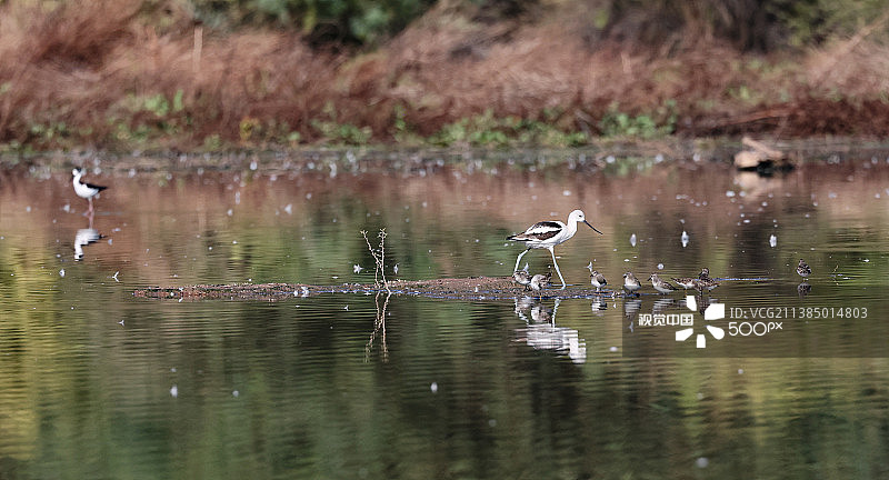 美国亚利桑那州吉尔伯特湿地风光鸟类图片素材
