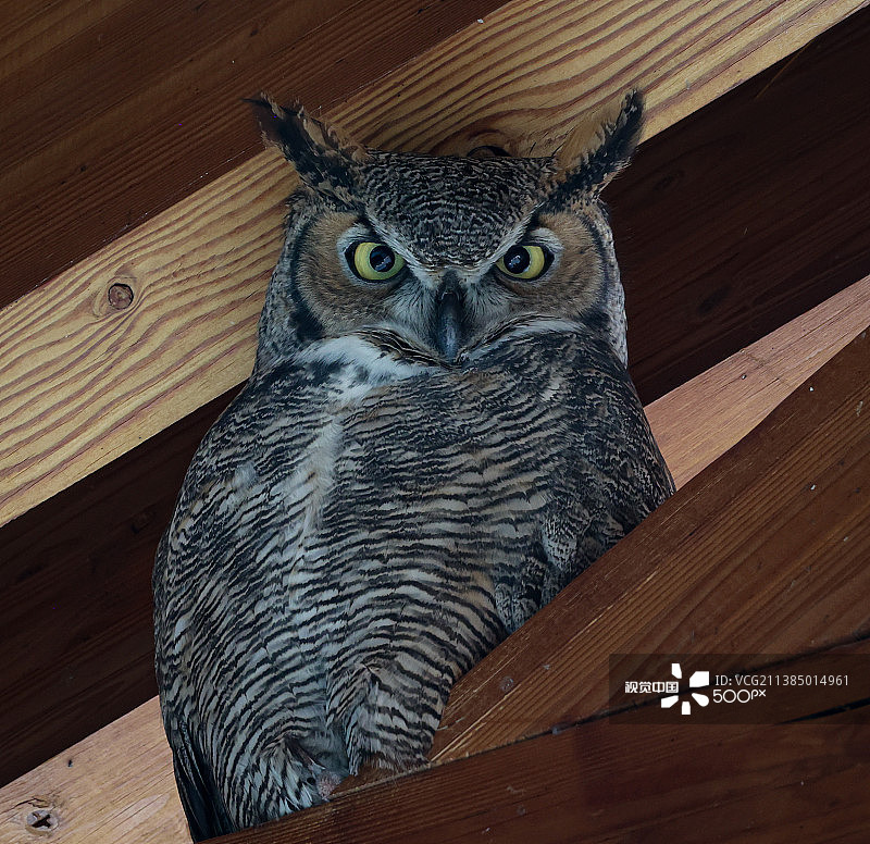 新墨西哥州大角鸮的野生动物肖像照片图片素材
