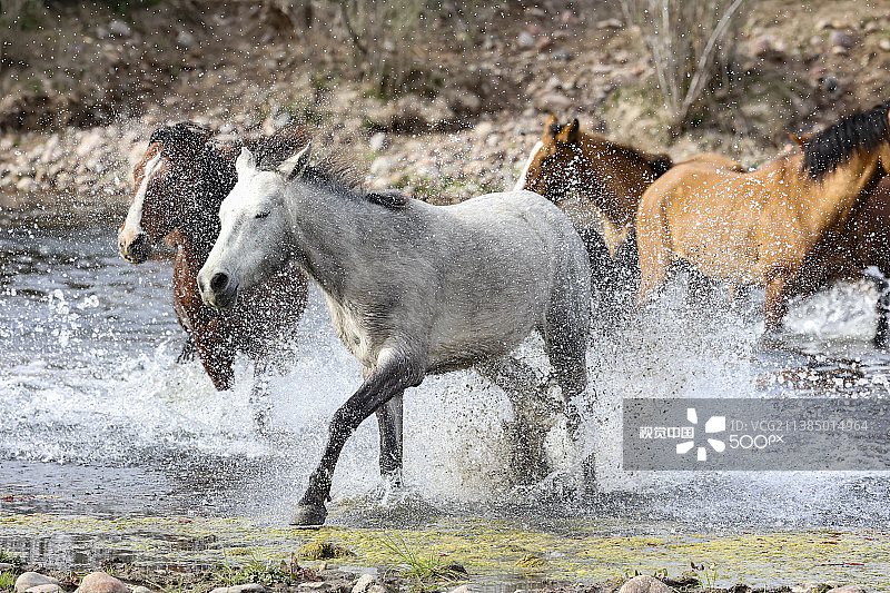 美国亚利桑那州盐河野马在溪流中嬉戏奔跑图片素材