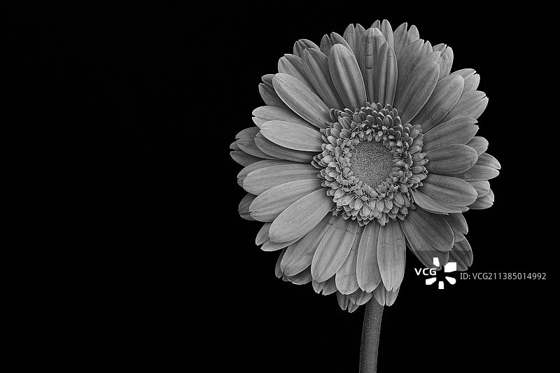 特写的花对黑色背景图片素材