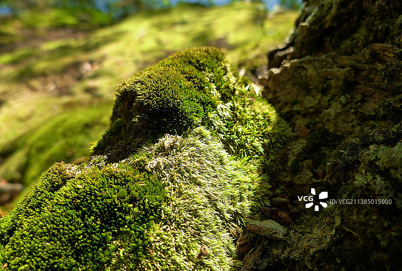 森林地面上的苔藓，生长在树干上的苔藓特写，美国土耳其沼泽公园图片素材