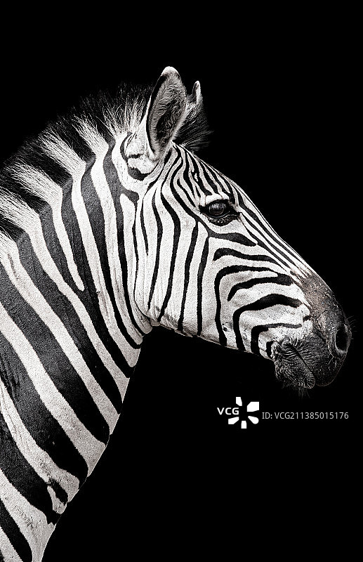 黑背景下的斑马特写，南非皮拉内斯堡国家公园图片素材