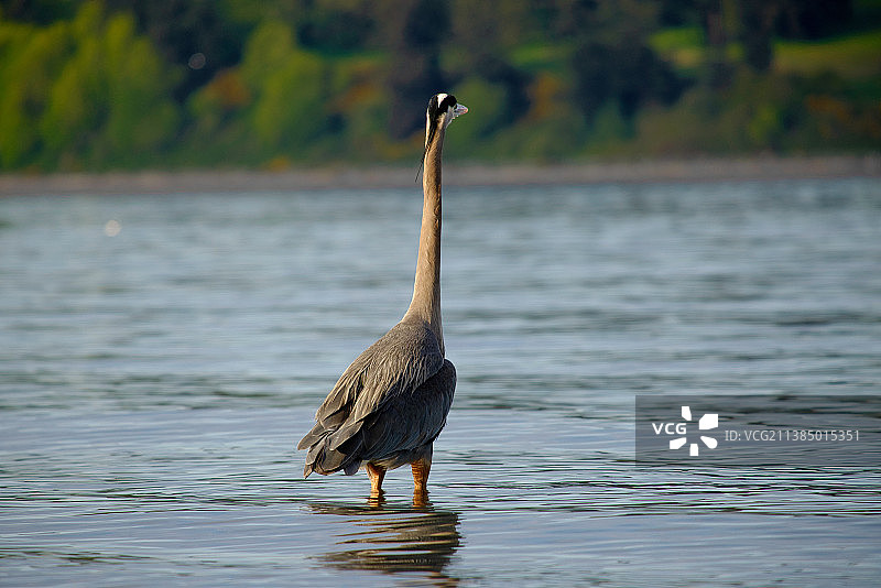 苍鹭在湖中的特写图片素材