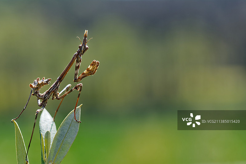 幽灵螳蛉微距，拍摄于法国沙纳图片素材
