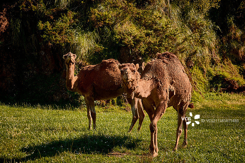西班牙田野里的单峰骆驼图片素材