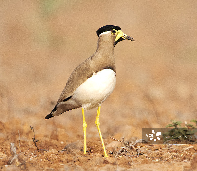 田野上的千鸟特写图片素材