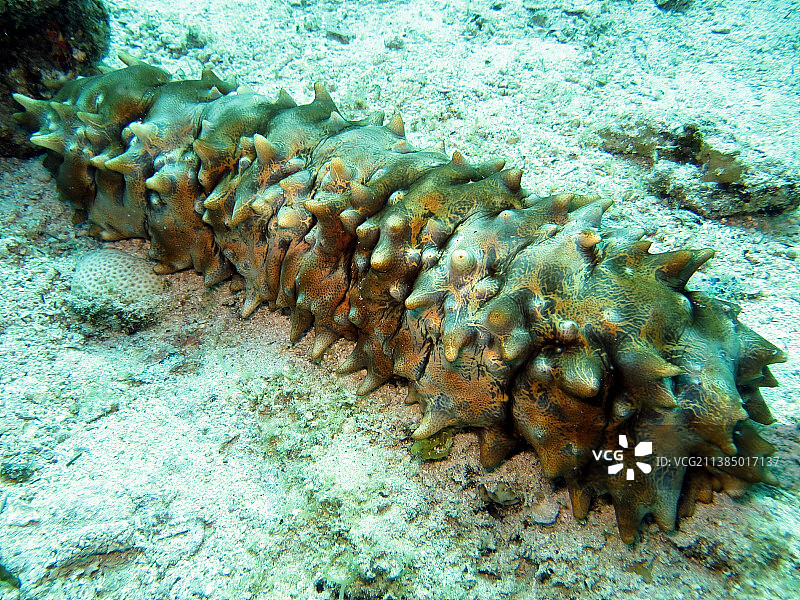 海参，海中死鱼俯视图图片素材