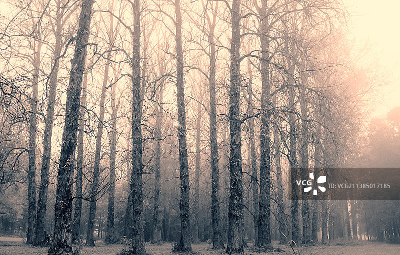 冬天在森林里的树木图片素材